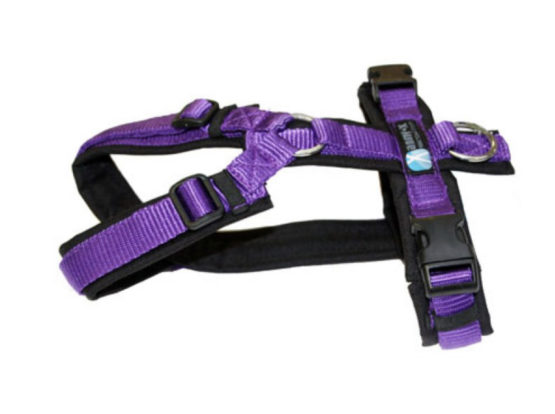 Annyx-Fun-Geschirr Sonderfarbe schwarz/violett