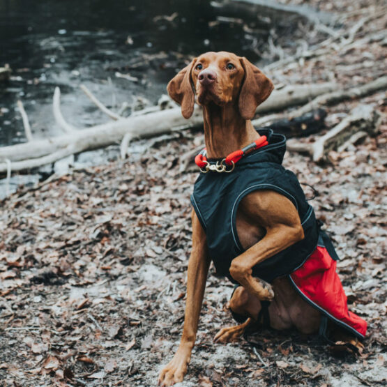 Hunter Hundemantel Uppsala Allrounder – Bild 9