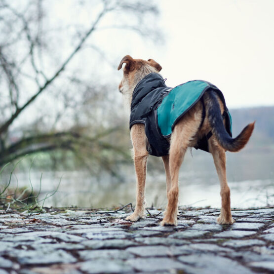 Hunter Hundemantel Uppsala Allrounder – Bild 12