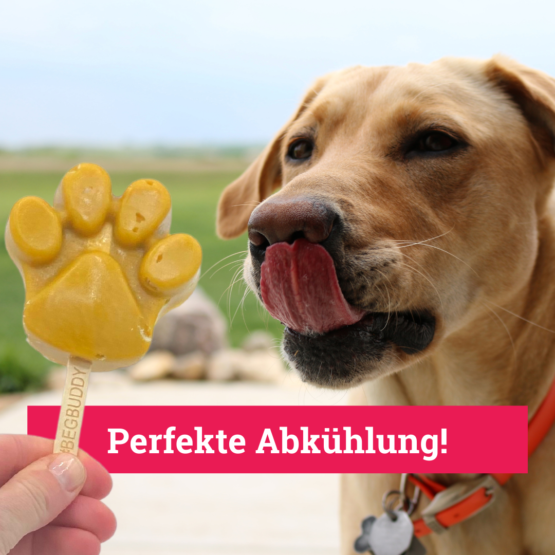 BeGBuddy Eis für Hunde mit Kürbis und Banane, 66 g – Bild 2